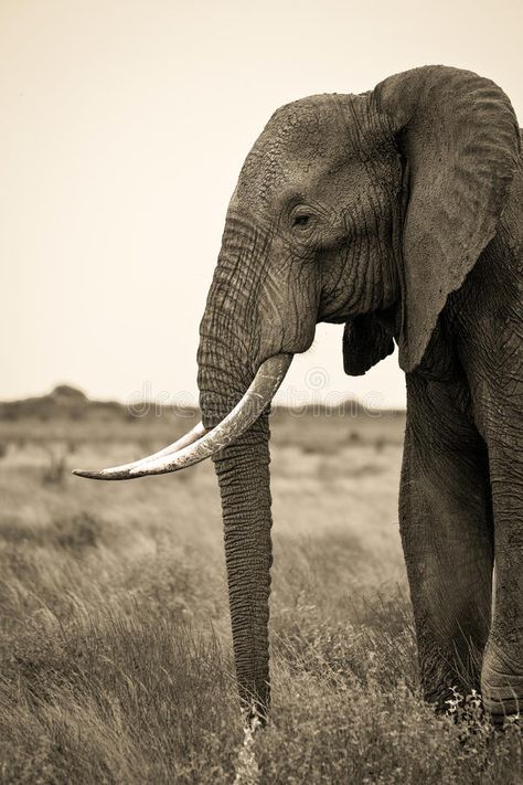 Elephant Head Photography, Elephant Side View Drawing, Images Of Elephants, Elephant Side Profile, Person Side View, Elephant Side View, Elephant Reference, Elephant Profile, African Forest Elephant