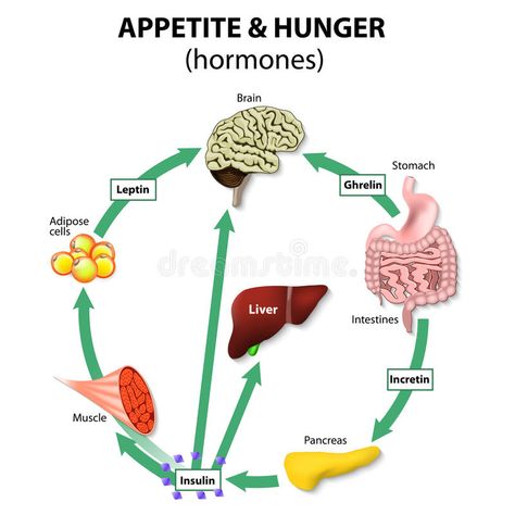 Hormones appetite Red Light Therapy Benefits, Leptin And Ghrelin, Reflux Baby, Stop Acid Reflux, Catch 22, Leptin Resistance, Endocrine System, Red Light Therapy, Hormone Imbalance