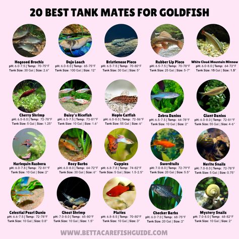 Goldfish Tank Mates: 20 Best Choices & Why They're Great Plants For Goldfish Tank, Gold Fish Tank Set Up, Goldfish Tank Mates, Goldfish Tank Decoration, Ranchu Goldfish Tank, Goldfish Tank Aesthetic, Goldfish Tank Setup, Goldfish Tank Ideas, Fancy Goldfish Tank