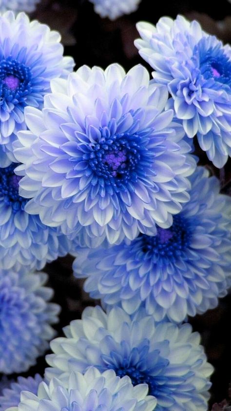 pariya Khosravi - Google+ Daliah Flower, Dalia Flower, Dahlia Bouquet, Blue Dahlia, Wonderful Flowers, Blue Garden, Floral Photography, Beautiful Flower Arrangements, Dahlia Flower