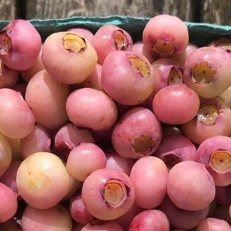 Gastro Obscura on Instagram: "Annual reminder that pink blueberries, which never turn blue, exist. The variety is called "pink lemonade," and they mature into juicy, bright pink, almost tropical-tasting berries.⁠ ⁠ Who's got a better idea for a name? Zero points will be awarded for "pinkberries".⁠ ⁠ Tap the link in our bio to learn how to grow your own!⁠ 📸 @onegreenworld" Pink Blueberries, Pink Blueberry, Pink Lemonade Blueberry, Gastro Obscura, Cross Country Trip, Turn Blue, Pink Party, Exotic Fruit, Pink Parties