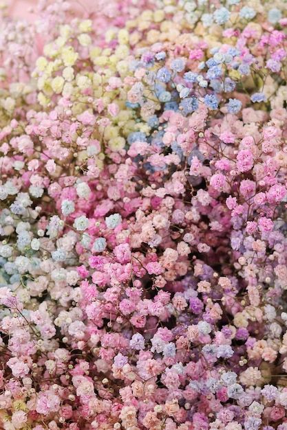 Background image of an armful colored gy... | Premium Photo #Freepik #photo #bunch #fresh-flowers #flower-bunch #bouquet Flower Gypsophila, Bunches Of Flowers, Flowers Bunch, Gypsophila Bouquet, Flower Bunches, Flower Boquet, Filler Flowers, Flower Close Up, Flower Bunch