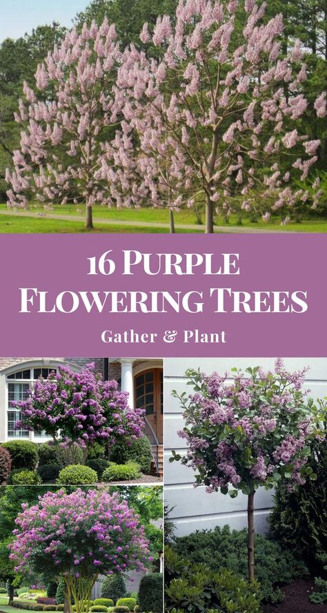 Purple flowering trees are a wonderful way to add elegance to the outside of your home. Here are some trees you should consider adding to your garden and their plant hardiness zone, sunlight, and soil needs. #purpleflowers #flowergarden #gardendesign Flowering Trees Zone 5, Tree With Purple Flowers, Purple Flowering Shrubs, Purple Leaf Tree, Lavender Tree Landscaping, Small Trees For Landscaping Full Sun, Lilac Trees And Bushes, Lilac Tree Landscaping, Flowering Trees For Front Yard