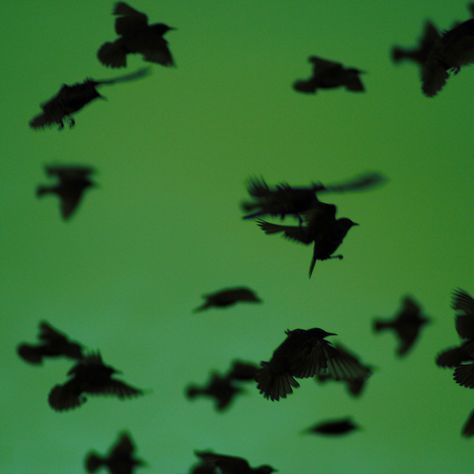 Black Green Aesthetic, Green Wings Aesthetic, Green Bird Aesthetic, Black Bird Aesthetic, Black And Green Aesthetic, Green Birds Aesthetic, Bird Aesthetic Dark, Birds Aesthetic Dark, Crow Bird Aesthetic