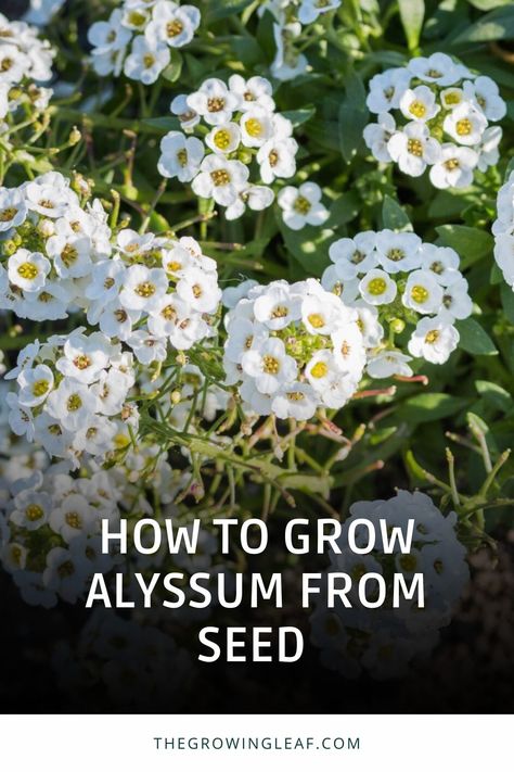 Unlock the secrets to growing beautiful alyssum from seeds with ease! 🌱🌸 Learn how to prepare, plant, and care for these lovely flowers in your garden. From stratification to pest prevention, these tips ensure your alyssum thrives. Start your alyssum growing journey now! 🌼🏡 #GardeningTips #Alyssum #FlowerGarden Alyssum Flowers Landscaping, Alyssum Flowers Drawing, Sweet Alyssum Flower, Carpet Of Snow Alyssum, Outdoor Flowering Plants, Alyssum Flowers, Pest Prevention, Beyond Beauty, How To Grow Taller