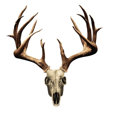 deer%20skull%20drawing Deer Skull Drawing, Deer Skull Tattoo, Deer Skull Tattoos, Deer Sketch, Stag Tattoo, Tattoo Wallpaper, Hunting Tattoos, Skull Reference, Deer Drawing