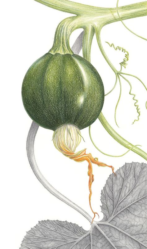 Botany Art Botanical Illustration, Dry Painting Ideas, Botanical Illustration Colored Pencil, Botanical Reference Photos, Scientific Illustration Botanical, Julia Trickey, Botanical Illustration Tutorial, Vintage Botanical Drawings, Botanical Art Drawing