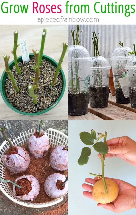 How to grow roses from cuttings easily! Compare the BEST & worst ways to propagate in water or soil, using potatoes, & root by air layering. - A Piece of Rainbow backyard, garden, flower gardening ideas, flowers, spring, summer, propagation, rooting plants #roses #propagation #backyard #gardens #gardening #gardeningtips #gardenideas #containergardening #diy #summer #spring #porch Roses In Potatoes, Grow Roses From Cuttings, Roses From Cuttings, How To Grow Roses, Propagating Roses, Rose Plant Care, Rooting Roses, Grafting Plants, Rose Cuttings