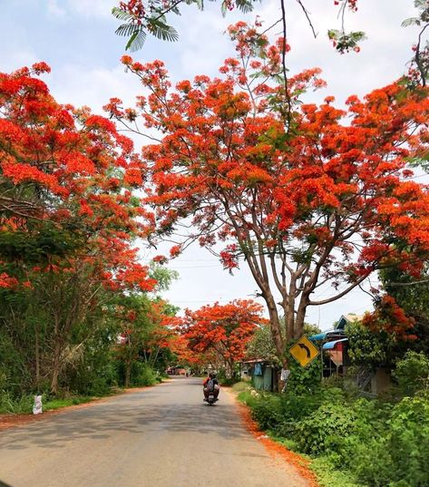 Flamboyant Tree, Battambang Cambodia, Delonix Regia, Travel Cambodia, Landscape Reference, Battambang, Flame Tree, Green City, Beautiful Scenery Nature