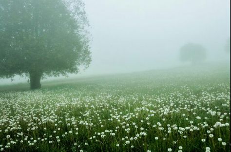 Buckwheat Flower, Misty Meadow, Believe In Magic, Wedding Themes, Summer Colors, Mother Nature, Country House, Dandelion, Art Photography