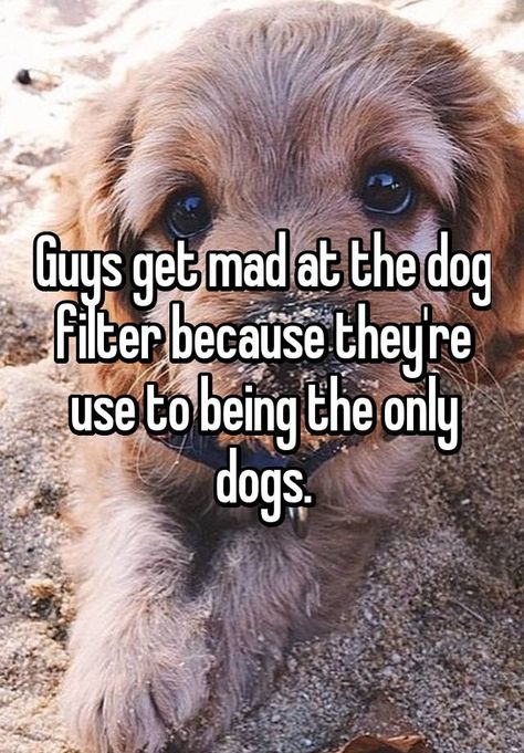 Dogs Sayings, If Dogs Could Talk, Dog Sayings, Game Mode, Pet Ideas, Must Love Dogs, Brown Dog, True Facts, Print Ideas