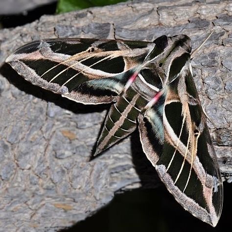 Grape Vine Sphinx Moth (Eumorpha fasciatus) Effects On Instagram, Sphinx Moth, Large Moth, Colorful Moths, Moth Caterpillar, Moth Tattoo, Butterfly Photos, Beautiful Bugs, Creepy Crawlies