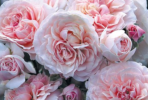 'Lexy' rose, click to enlarge Heirloom Flowers, Heirloom Garden, Musk Rose, Flower Varieties, Rose Bushes, Floral Arranging, Heirloom Roses, Types Of Roses, Shrub Roses