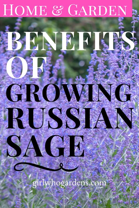 Russian Sage In Garden, Russian Sage And Lavender, How To Prune Russian Sage, Purple Sage Bush, What To Plant With Lavender Gardens, Russian Sage Border, Pruning Russian Sage, Landscaping With Russian Sage, Purple Sage Plant