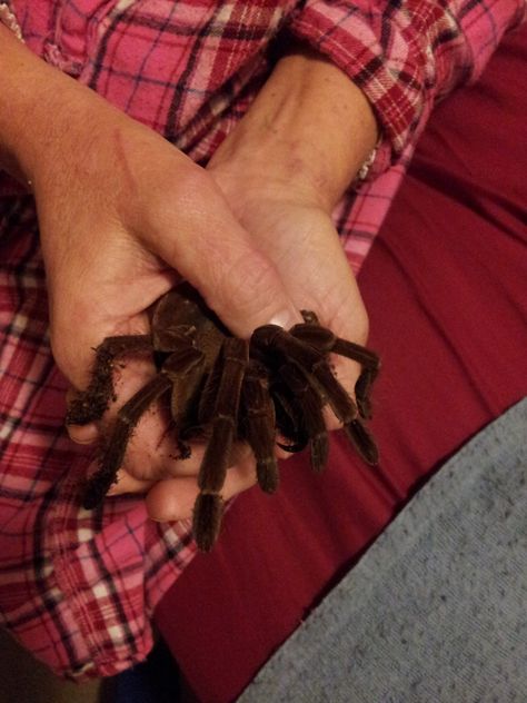 MY GOLIATH BURGUNDY BIRD EATER  MATIKA Goliath Bird Eater Tarantula, Goliath Bird Eater, Pic Ideas, Animals, Quick Saves