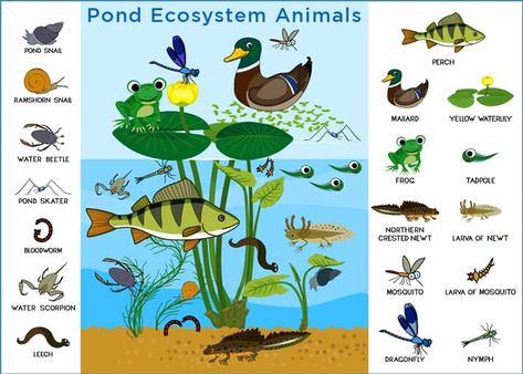 Pond Ecosystem: Types, Food Chain, Animals and Plants Pond Ecosystem, Pond Habitat, Ecosystems Projects, Pond Animals, Habitats Projects, Ocean Ecosystem, Pond Snails, Living Organisms, Pond Fish