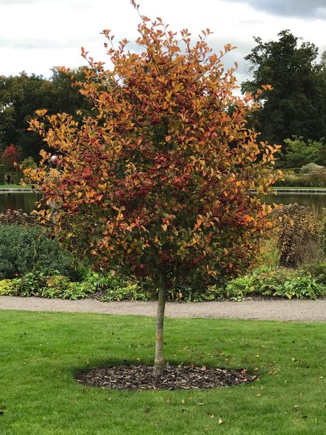 6 best trees for small gardens - Your Home Style Trees For Small Gardens, Prunus Serrulata, Flowers Colourful, Small Garden Landscape, Crabapple Tree, Acer Palmatum, Garden Area, Crab Apple, Pink Blossom