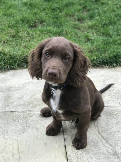 Sprocker Spaniel Puppy, Sprocker Spaniel Puppies, Sprocker Spaniel, Animal Collective, Spaniel Breeds, Spaniel Art, Working Cocker, Cocker Spaniel Puppies, Cocker Spaniel Dog