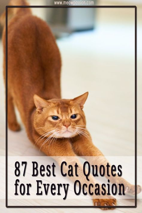 You wouldn’t be surprised to hear that there are a lot of amazing quotes and proverbs out there about cats. When you read these sayings you will be amazed at how unusual these animals are, and you will find an explanation as to why you love them for the umpteenth time. Here are 87 funny, and famous cat quotes by historic and modern figures. Enjoy! #catquotes #cats #kitty #pets #meowpassion Inspirational Cat Quotes, Cat Lover Quote, Cat Poems, Cute Cat Quotes, Happy Birthday Cat, Cat Puns, Cat Jokes, Cat Quotes Funny, Cat Whiskers