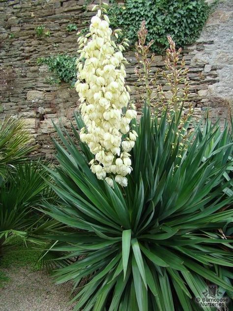 Yucca gloriosa. Spanish dagger. Non-native evergreen succulent. Often used as a houseplant. Full sun/part shade. Best if out of worst heat. Slow/moderate grower. Yukka Plant, Yucca Plant Care, Yucca Gloriosa, Zantedeschia Aethiopica, Snake Plant Care, Euphorbia Milii, Architectural Plants, Yucca Plant, Hydrangea Macrophylla