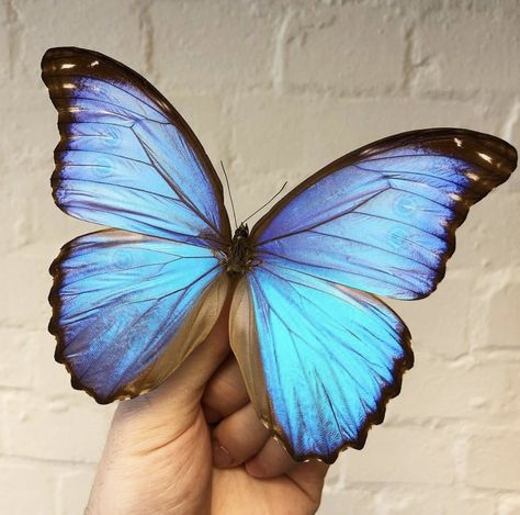 Blue Morpho Tattoo, Zoology Tattoo, Morpho Aurora Butterfly, Blue Morpho Butterfly Tattoo, Big Blue Butterfly, Morpho Azul, Pictures Of Butterflies, Morpho Didius, Butterfly Morpho