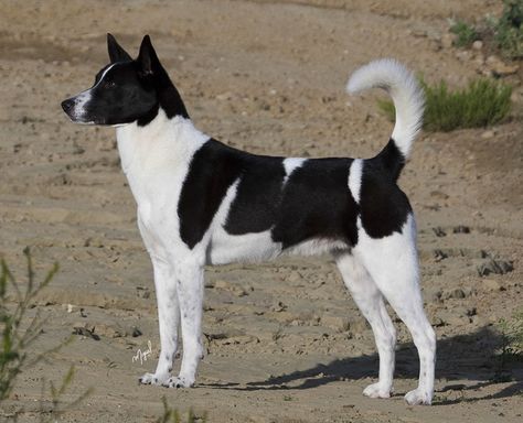 A Canaan Dog named Magnum was this historic breed's all-time winner in the show ring. Canaan Dog, Akc Breeds, Dog Club, Herding Dogs, Purebred Dogs, Aggressive Dog, American Kennel Club, Wild Dogs, Dog Show