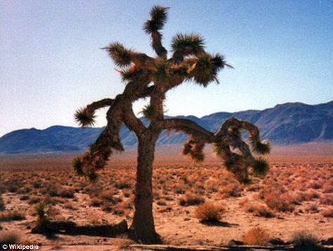 Iconic: The image of a Joshua Tree which appeared on the 1987 U2 album of the same name was shot by photographer Anton Corbijn Larry Mullen Jr, The Joshua Tree, Irish Rock, Album Sleeves, Adam Clayton, Art And Music, Desert Vibes, Tree Hugger, Film Art