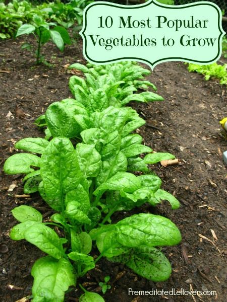 10 Most Popular Vegetables to Grow in a Garden Vegetables List, Growing Beets, Frugal Gardening, Growing Spinach, List Of Vegetables, Vertical Vegetable Garden, Types Of Herbs, Vertical Herb Garden, Growing Veggies