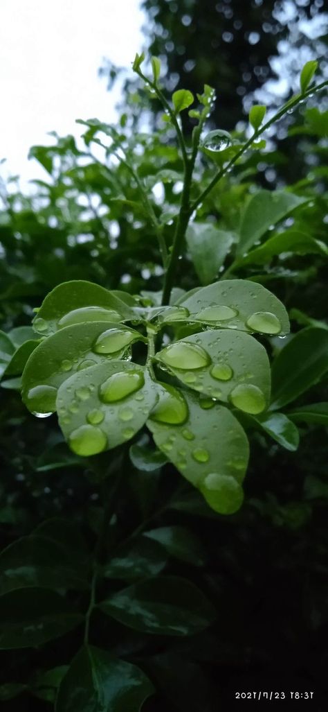 Rainy Day Nature Pictures, Rainy Pictures Nature, Natural Pics For Dp, Rain Photography Nature Rainy Days, Rainy Aesthetic Pictures, Rainy Season Wallpaper, Rainy Season Photography, Rainy Day Pics, Rainy Season Aesthetic