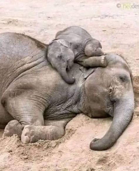 Asian Elephants, Special Animals, Kid Kid, Animal Hugs, Funny Elephant, Elephant Pictures, Baby Elephants, 2024 Ideas, Watercolor Elephant