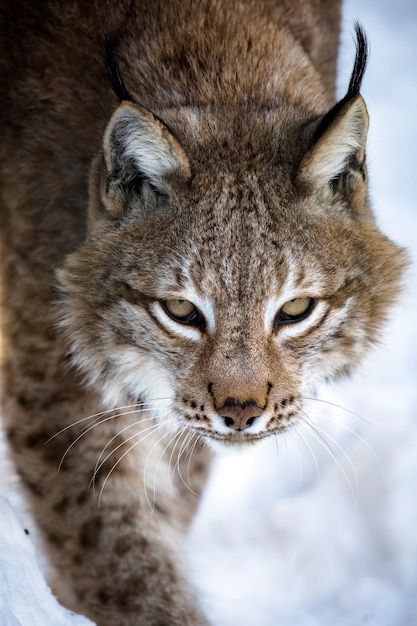 Photo portrait of lynx on a background o... | Premium Photo #Freepik #photo #lynx #predator #wild-cat #bobcat Lynx Aesthetic Dark, Eurasian Lynx Aesthetic, Lynx Side Profile, Cool Animal Photography, Canadian Lynx Cat, Lynx Therian Pfp, Lynx Reference, Lynx Fursona, Lynx Oc