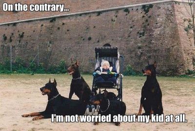 Perro Doberman Pinscher, Doberman Pinscher Puppy, Police Cops, Doberman Love, Doberman Pinscher Dog, Cars Usa, Doberman Dogs, Sweet Dogs, Doberman Pinscher