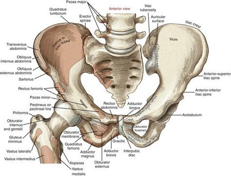 image Skeletal Muscle Anatomy, Frontal Plane, Pelvis Anatomy, Hip Anatomy, Joints Anatomy, Anatomy Bones, Gross Anatomy, Hip Pain Relief, Human Body Anatomy