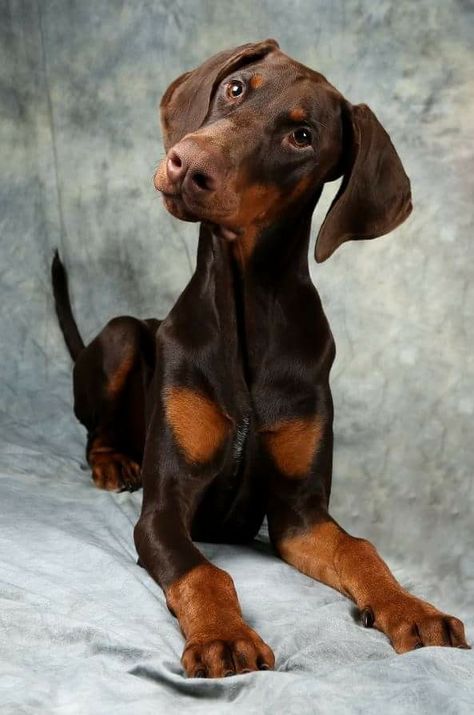 Beautiful all-natural Doberman with uncropped ears and tail. Doberman Pinscher Natural Ears And Tail, Doberman Ears Down, Doberman With Natural Ears, Doberman Pinscher Uncropped, Red Doberman Pinscher Natural Ears, Doberman Tail, Doberman Uncropped Ears, Uncropped Doberman, Doberman Natural Ears