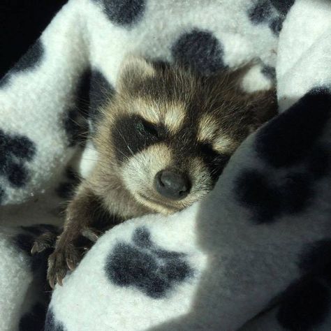 Baby Raccoon Cute, Racoon Pfp, Baby Racoon, Cute Racoon, Pet Raccoon, Baby Raccoon, Cute Raccoon, Raccoon Funny, My Bf