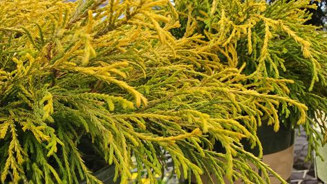 25 Best Evergreen Shrubs for Lovely Landscaping Golden Globe Arborvitae Landscaping, Shrubs For Landscaping, Privacy Hedge, Broadleaf Evergreen, Privacy Plants, Evergreen Shrubs, Hedges, Gardening Tips, Front Yard