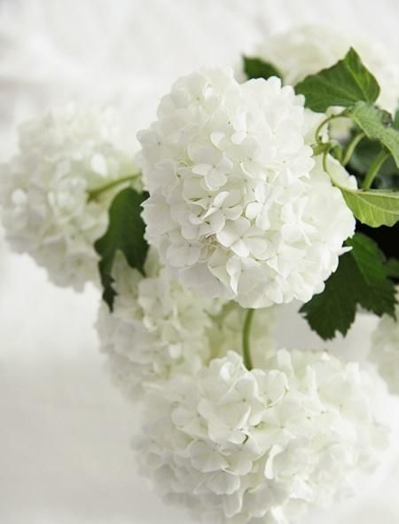 <3 White Hydrangeas...my favourite flower Moon Garden, Simply White, White Gardens, Deco Floral, White Hydrangea, Shades Of White, Beautiful Blooms, Love Flowers, Pretty Flowers