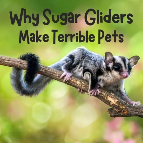 Sugar Glider Aesthetic, Diy Sugar Glider Cage, Sugar Glider Cage Ideas, Sugar Glider Habitat, Sugar Glider For Sale, Sugar Glider Pet, Sugar Glider Cage, Sugar Glider Toys, Red Worms