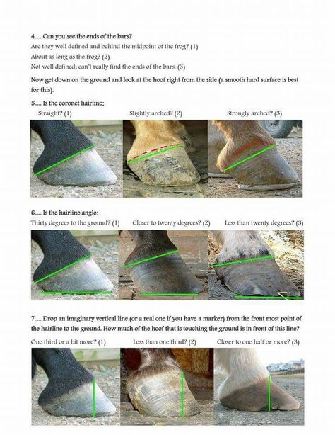 Equine Care, Horse Information, Horse Hoof, Healthy Horses, Horse Care Tips, Horse Facts, Hoof Care, Horse Anatomy, Horse Training Tips