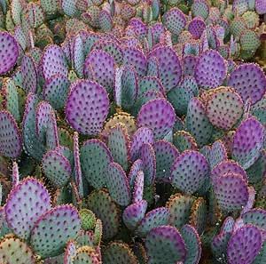 Purple Prickly Pear Live Plant in 3 Inch Pot, Prickly Pear Cactus Plant for Planting, Purple Opuntia Cactus Plant Rare Prickly Pear Cactus Well Rooted Pricky Pear, Purple Prickly Pear, Opuntia Cactus, Prickly Cactus, Pear Cactus, Prickly Pear Cactus, Cactus Art, Cactus Plant, Recycled Jewelry