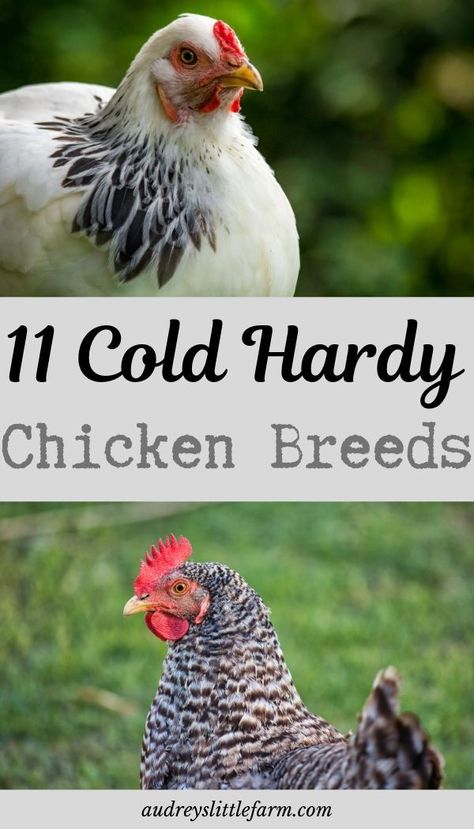 If you're searching for cold hardy chicken breeds. Here are some of the best chicken breeds for cold weather. #audreyslittlefarm #coldhardychickens #coldhardybreeds Cold Hardy Chicken Breeds, Chickens Backyard Breeds, Best Chicken Breeds, Best Laying Chickens, Chicken Raising, Chickens In The Winter, Laying Chickens, Meat Birds, Modern Homestead