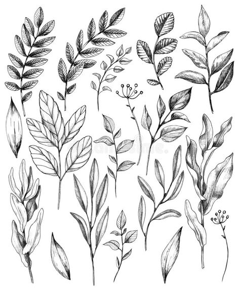 Hand Drawn Leaves of Wild Plants Set. Hand drawn set of branches and leaves of w #Sponsored , #ad, #sponsored, #Leaves, #Hand, #Plants, #Wild Leafy Plant Drawing, Botanical Plants Drawing, Branch With Leaves Tattoo, Different Leaves Tattoo, Leave Branch Tattoo, Line Work Leaves Tattoo, Wild Plants Drawing, Filler Leaves Tattoo, Plant Leaves Illustration