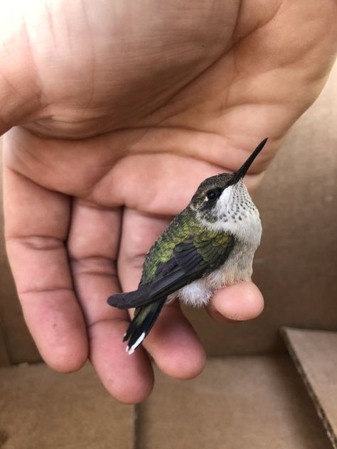 Cute Hummingbird, Hummingbird With Flowers, Humming Bird, Moth Hummingbird, Humming Bird Reference, Baby Hummingbirds, Hummingbird Clearwing Moth, Ruby Topaz Hummingbird, Amazing Animal Pictures