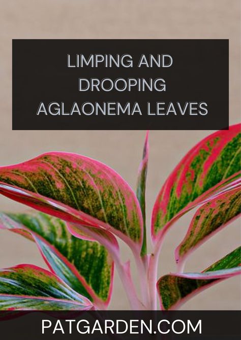 Keep your Aglaonema looking healthy and vibrant with our comprehensive guide to preventing and treating limp, drooping leaves. Aglaonema Plant Care, Aglaonema Plant, Chinese Evergreen Plant, Anthurium Plant, Chinese Evergreen, Plant Diseases, Evergreen Plants, Top Soil, Propagating Plants