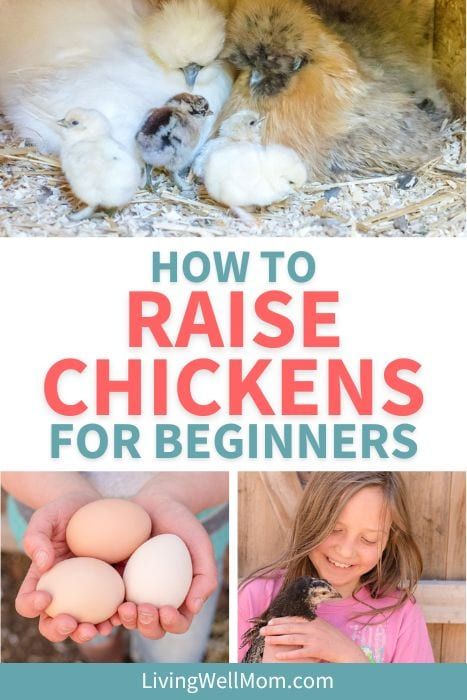 For beginners interested in raising chickens, there are some foundational things to know before starting on those DIY coop ideas. Whether you want backyard chickens for eggs or just for fun, this guide has everything you need to know on how to get started. Diy Chicken House Cheap, Cheap Diy Chicken Coop, Cheap Chicken Run Ideas, Chicken Furniture, Chickens 101, Animal Farming, Dream Homestead, Baby Chicks Raising, Chicken Care