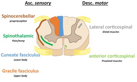 Muscle Body, Spinal Cord, Scientific Illustration, Med School, Biology, Illustrations