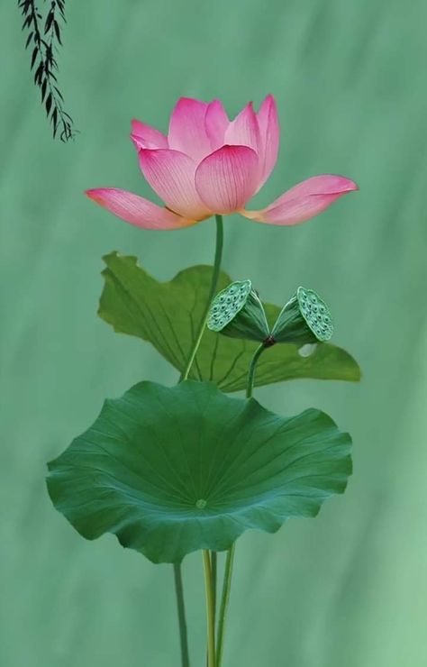 Lotus Flower Leaves, American Lotus, Watercolor Lotus, Lotus Flower Pictures, Lotus Tattoo Design, Lotus Painting, Art And Craft Videos, Watercolor Projects, Leaf Drawing