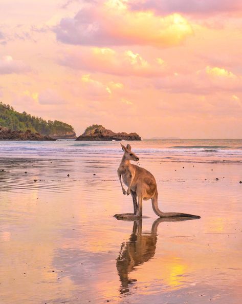 Cape Hillsborough, Melbourne Trip, Vogue Living, Vogue Australia, Destination Voyage, Queensland Australia, Sunset Photos, Thailand Travel, Australia Travel