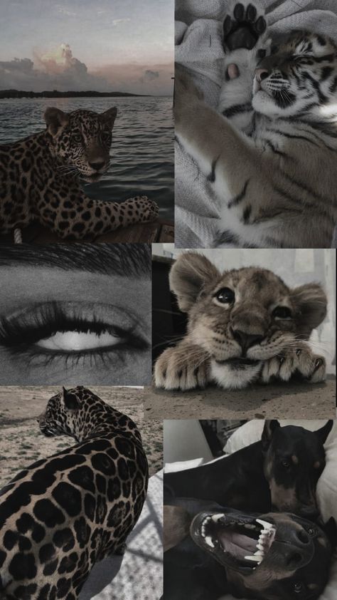 Bushra Core, White And Black Aesthetic, Lion King Fan Art, Sparkle Wallpaper, Pink Tumblr Aesthetic, Animal Print Wallpaper, Illustration Art Drawing, Funny Phone Wallpaper, Edgy Wallpaper