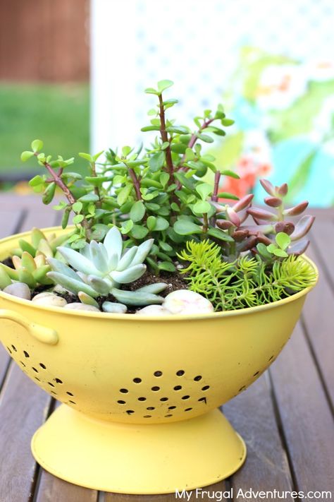 Colander Planter, Diy Container Gardening, نباتات منزلية, Plant Pot Diy, Planting Ideas, Succulent Garden Diy, Succulent Gardening, Diy Gardening, Garden Centre